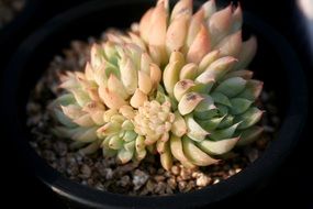 fleshy plant in a black flower pot