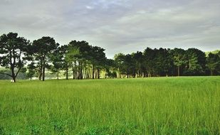 large green meadow near a row of trees