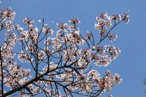 cherry blossom in sunny april