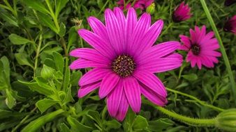 Beauty purple daisy flowers