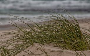 green grass on a tropical sandy beach
