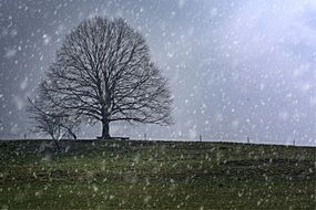 Landscape of snowfall