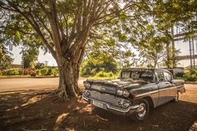 vintage car is standing near a tree in a cube