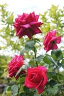 bush with lush pink roses close-up