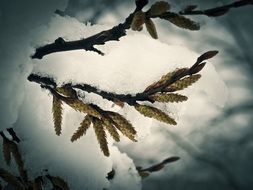 tree blossoms under snow close-up