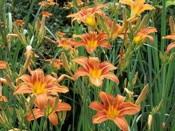 beautiful orange lilies in the garden