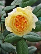 Floribunda as a variety of roses