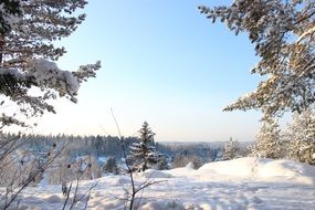 Beautiful forest with trees in snow under blue sky in nature