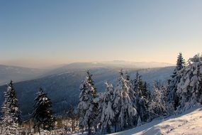 coniferous trees on a mountain at winter, Poland, sudety