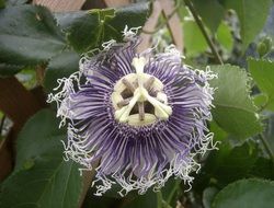 Macro photo of the beautiful purple and white flower among the leaves