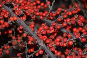 red berries on branches as an autumn harvest