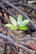 green sprout in mangroves
