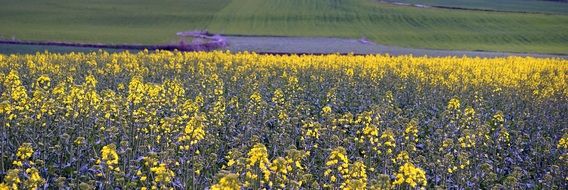 Field of flowering rapeseed