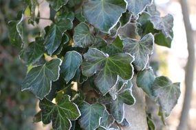 climbing green plant in frost closeup