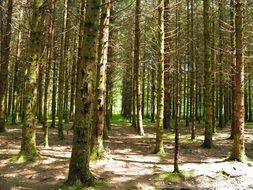 Forest Trees Jura