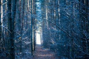 path among a tree in a winter forest