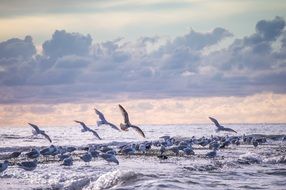 Gulls on the lake