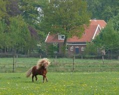 fascinating Horse Pony