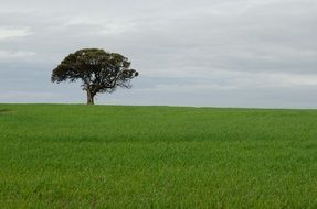 Lonely wide Tree on Wheat field