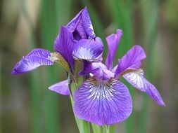 purple irises in the botanical garden