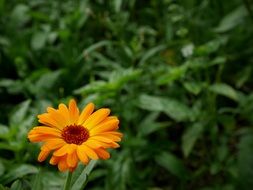 Orange calendula Flower among Green leaves
