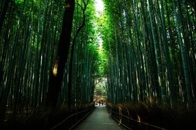 trail along a bamboo forest in a park in japan