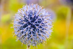 ball-shaped blue flower close-up