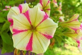 Colorful petunia flowers blossom