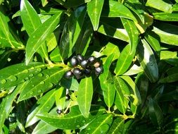 Cherry Laurel Berries close-up