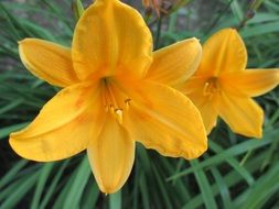 Yellow lilies in spring