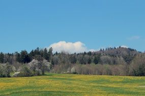 stunning gorgeous Spring Meadow