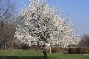 white flowers on a tree in the spring garden