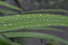 water drops on a leaf close-up on blurred background