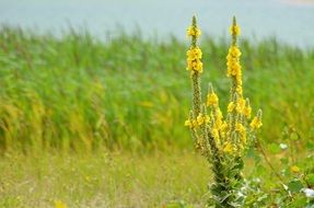 Yellow Flower in green meadow scene