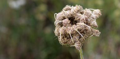 Sticky Plant