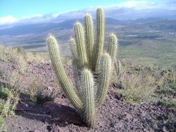 Chile Desert Cactus Landscape