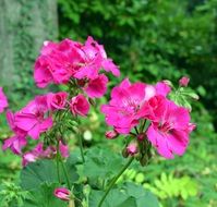 bright pink geranium on the flowerbed