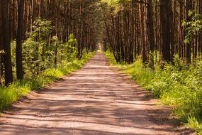 dirt road among the sunny forest