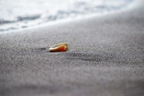 pink seashell on grey Sand at Sea