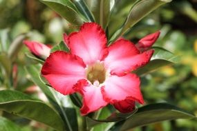 red flower with buds on stems close up