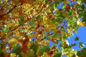 Beautiful tree branches with multicolored leaves at blue sky background in autumn