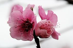 stunning gorgeous Peach Blossom