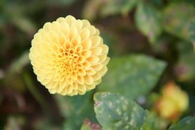 pale yellow dahlia on a bush close-up