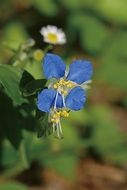 blue flowers in the Republic of Korea