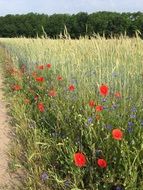 red poppies on the outskirts of a green field