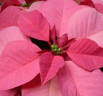 red poinsettia, Christmas Flower close up