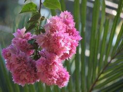 pink lush bougainvillea flowers close-up on blurred background