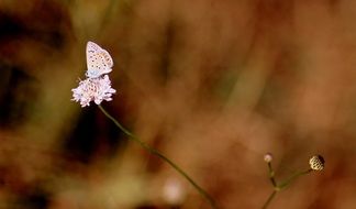 pastel butterfly on a white flower