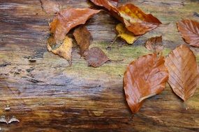 brown autumn wet foliage close up