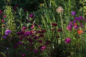 closeup view of Beauty Garden Flowers